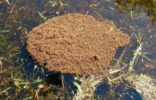 (تصاویر) همکاری‌های باورنکردنی حشرات؛ از «قایق مورچه‌ای» تا «موج مکزیکی زنبوری»