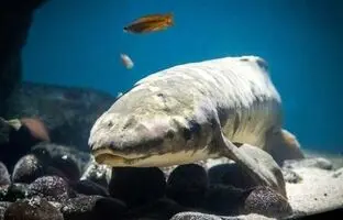 (تصویر) این ماهی پیرترین ماهی آکواریومی دنیاست