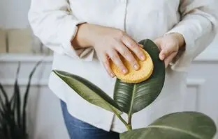 تمیز کردن برگ گیاهان آپارتمانی با مواد طبیعی و در دسترس