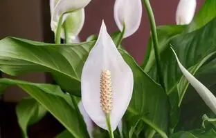 (تصاویر) محبوب ترین گیاهان انرژی بخش برای منزل و محل کار