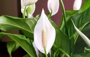 (تصاویر) محبوب ترین گیاهان انرژی بخش برای منزل و محل کار