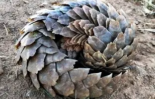 (تصویر) تنها پستاندار فلس‌دار کره زمین!