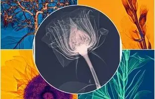 (تصویر) نتیجه خارق‌العاده تاباندن اشعه ایکس به گل‌ها