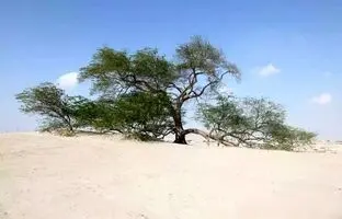 (تصاویر) مشهورترین درخت‌های جهان؛ از «ژنرال شرمن غول‌آسا» تا «درخت عرفانی»