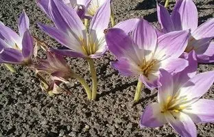 (تصویر) این گُل عجیب ایرانی اگر توجه نبیند از غم و غصه می‌میرد!