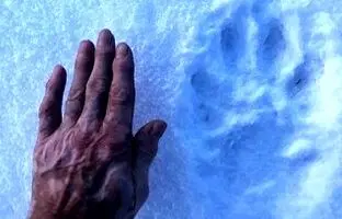 (تصویر) با غول‌پیکرترین گرگ جهان آشنا شوید