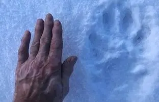 (تصویر) با غول‌پیکرترین گرگ جهان آشنا شوید