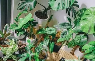 ۲ ترفند حیاتی برای داشتن گیاهانی با برگ پهن و زیبا