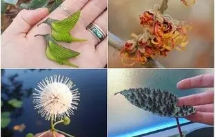 (تصویر) این گیاهان از دل فیلم‌ها آمده‌اند!