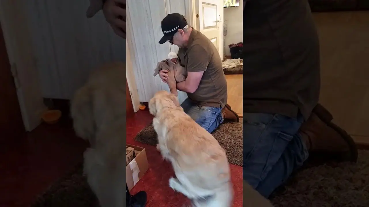 (ویدئو) هیجان تماشایی یک سگ از دیدن نوزاد تازه متولد شده خانه!