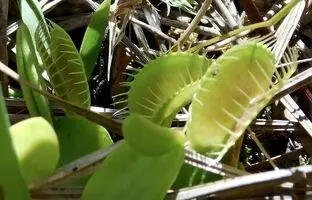 توانایی عجیب گیاه گوشتخوار در تشخیص آتش
