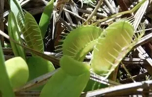 توانایی عجیب گیاه گوشتخوار در تشخیص آتش