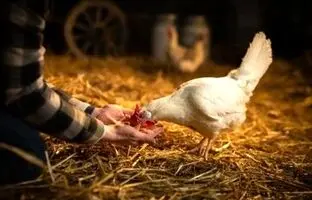 ژاپنی ها روشی برای حرف زدن با مرغ ها ابداع کردند!