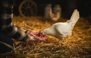 ژاپنی ها روشی برای حرف زدن با مرغ ها ابداع کردند!