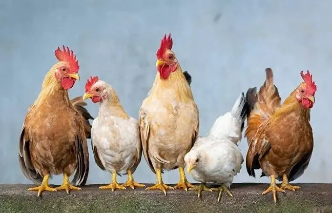 (ویدئو) با استفاده از این هوش مصنوعی میتوانید با مرغ ها صحبت کنید!