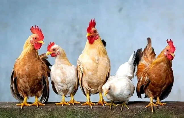 (ویدئو) با استفاده از این هوش مصنوعی میتوانید با مرغ ها صحبت کنید!