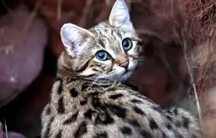 (تصویر) مرگبارترین گربه‌ جهان با قیافه‌ای شبیه گربه خانگی