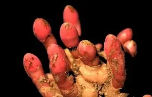 روش خاص این گیاه انگلی برای تغذیه از گیاهان دیگر