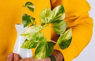 (تصاویر) زیباترین گیاهان رطوبت دوست برای نگهداری در حمام