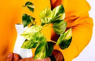 (تصاویر) زیباترین گیاهان رطوبت دوست برای نگهداری در حمام