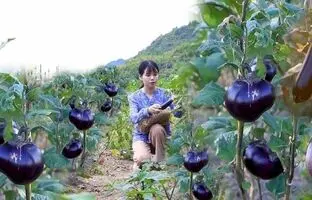 (ویدئو) کاشت و برداشت بادمجان توسط دختر روستایی چینی؛ پخت یک غذای متفاوت با بادمجان ها