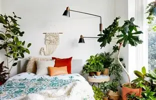 ۴ گیاه آپارتمانی مقاوم و جان سخت را بشناسید