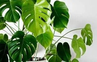 چگونه یک باغ سرپوشیده مینیمال در خانه داشته باشیم؟