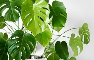 چگونه یک باغ سرپوشیده مینیمال در خانه داشته باشیم؟
