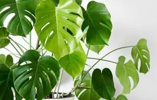 چگونه یک باغ سرپوشیده مینیمال در خانه داشته باشیم؟