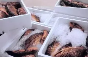 ترفندهایی برای تازه نگه داشتن غذاهای دریایی منجمد و یخ زدایی از آنها