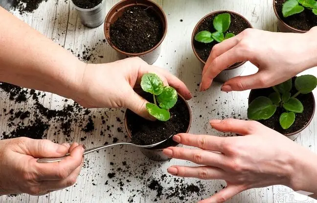 دیگه تفاله چای رو دور نریز؛ فواید شگفت انگیز تفاله چای برای گیاهان