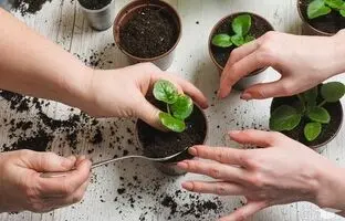 دیگه تفاله چای رو دور نریز؛ فواید شگفت انگیز تفاله چای برای گیاهان