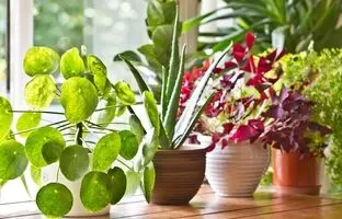 10 گیاه آپارتمانی زیبا و مقاوم مناسب تازه کارها