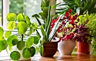 10 گیاه آپارتمانی زیبا و مقاوم مناسب تازه کارها