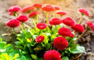 در آبان ماه چه بذری بکاریم؟