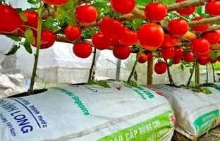 (ویدئو) یک روش ساده و استادانه برای کاشت و برداشت گوجه در پشت بام خانه