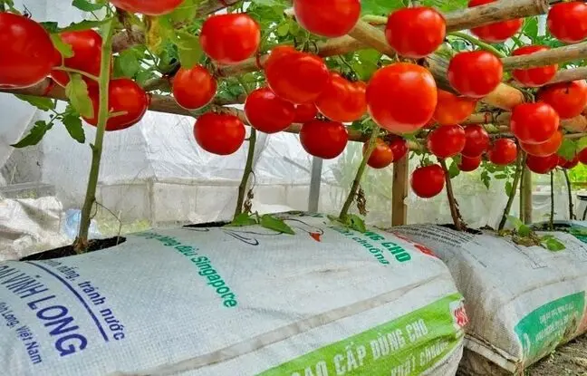 (ویدئو) یک روش ساده و استادانه برای کاشت و برداشت گوجه در پشت بام خانه