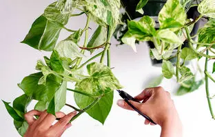 فوت و فن های هرس کردن گیاهان آپارتمانی رو بلدی؟