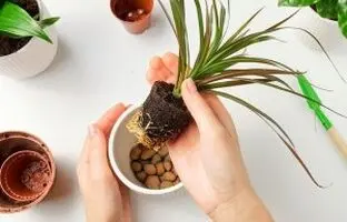 گلدان دراسنا رو چه زمان و چجوری عوض میکنن؟