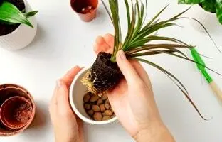 گلدان دراسنا رو چه زمان و چجوری عوض میکنن؟