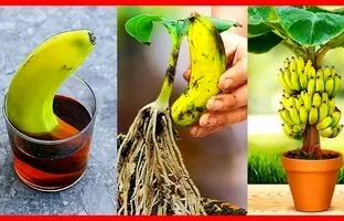 (ویدئو) به این روش بی دردسر و جالب میوه موز را در خانه بکارید و درخت موز پرورش دهید