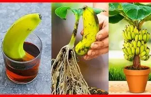 (ویدئو) به این روش بی دردسر و جالب میوه موز را در خانه بکارید و درخت موز پرورش دهید
