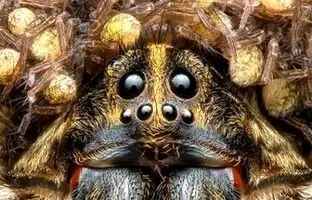 (تصویر) این عنکبوت گرگی جایزه عکاسی را ازآن خود کرد