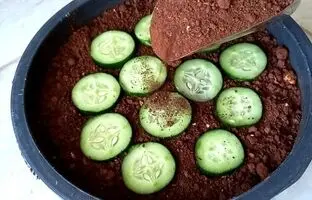 (ویدئو) روشی ساده و جالب برای کشت و برداشت خیار در گلدان خانگی و باغچه