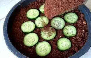 (ویدئو) روشی ساده و جالب برای کشت و برداشت خیار در گلدان خانگی و باغچه