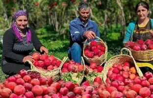 (ویدئو) زندگی روستایی؛ پخت یک دسر خوشمزه از انار تازه در کوهستان های کشور آذربایجان