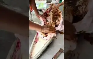 (ویدئو) برش زدن و کباب کردن تمساح 70 کیلوگرمی توسط آشپز مشهور تایلندی