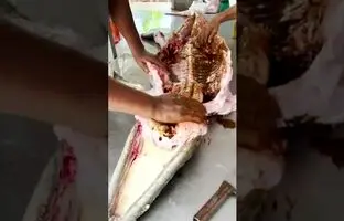 (ویدئو) برش زدن و کباب کردن تمساح 70 کیلوگرمی توسط آشپز مشهور تایلندی