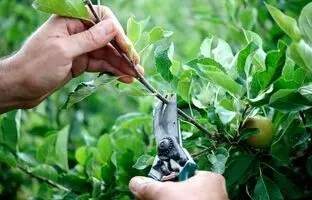 (ویدئو) صفر تا صد هرس و شاخه بری درخت سیب رو با این ویدئو یاد بگیرید