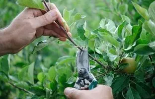 (ویدئو) صفر تا صد هرس و شاخه بری درخت سیب رو با این ویدئو یاد بگیرید
